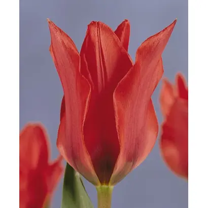 Boutade / Боутадэ