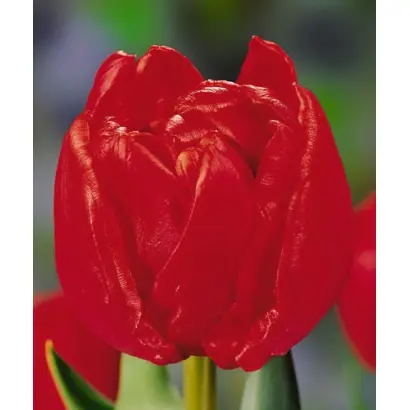 Bravissimo / Брависсимо