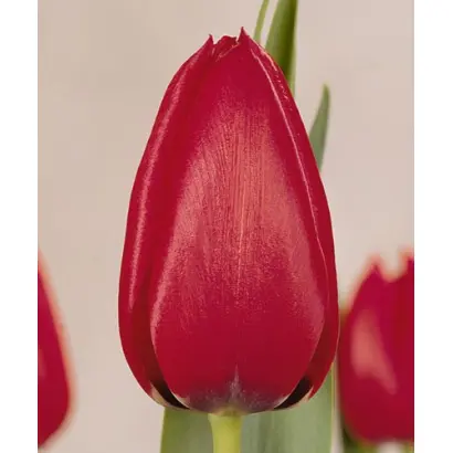 Bravour / Бравоур