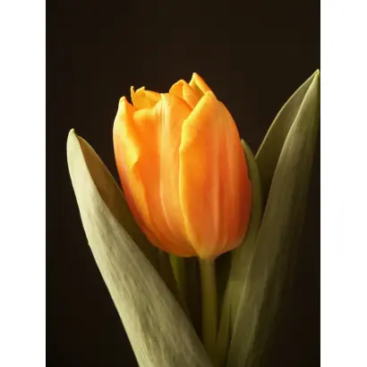 Bright Irene / Брайт Ирэн