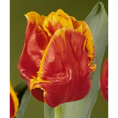 Bright Parrot / Брайт Паррот