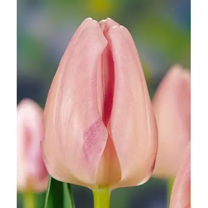 Bright Pink Lady / Брайт Пинк Леди