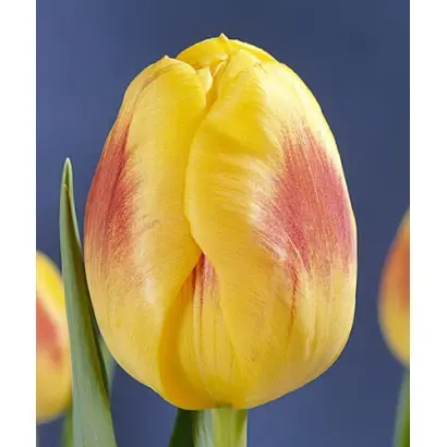 Brigitta / Бригитта