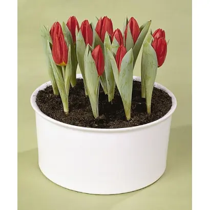 Brilliant Star / Бриллиант Стар