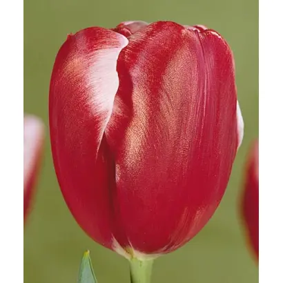 Broadway / Бродвей