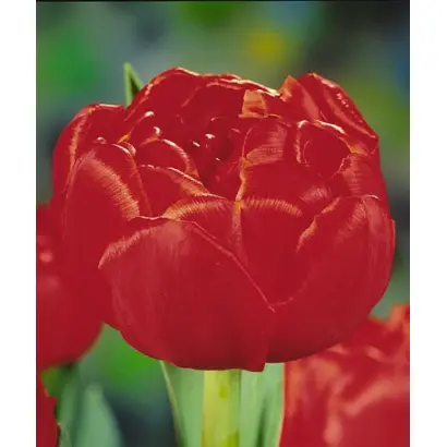 Brunello / Брунэлло