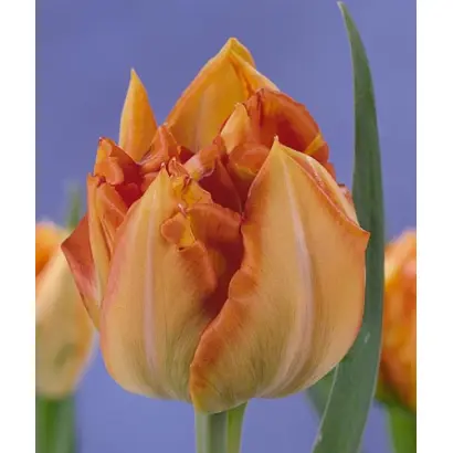 Bruno Liljefors / Бруно Лилефорс