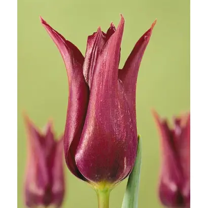 Burgundy / Бургундь