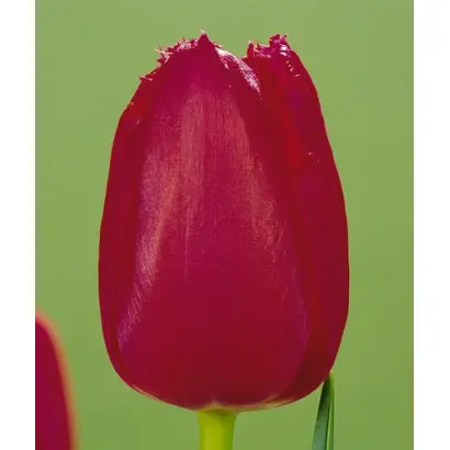 Burgundy Lace / Бургунди Лейс