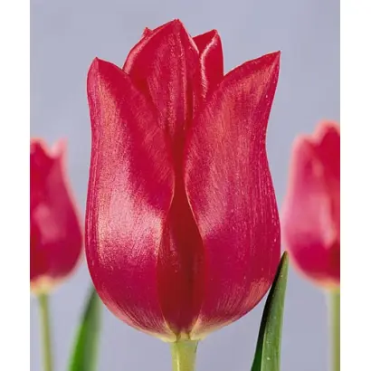 Burning Desire / Бурнинг Дезайр