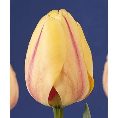 Burning Heart / Бурнинг Хеарт