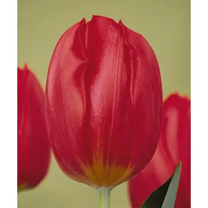 Burning Love / Бурнинг Ловэ