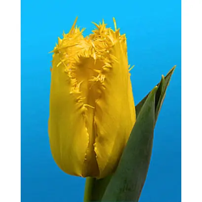 Business Class / Бизнес Класс