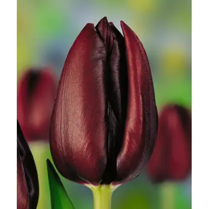 Caf Noir / Каф Ноир