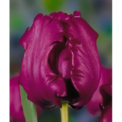 Caland / Каланд