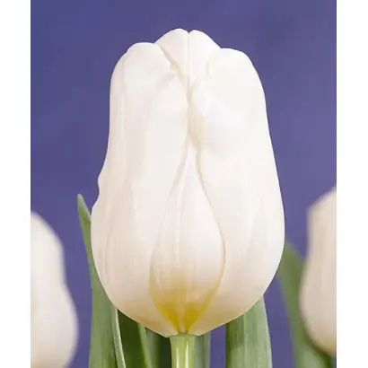 Calgary / Калгари