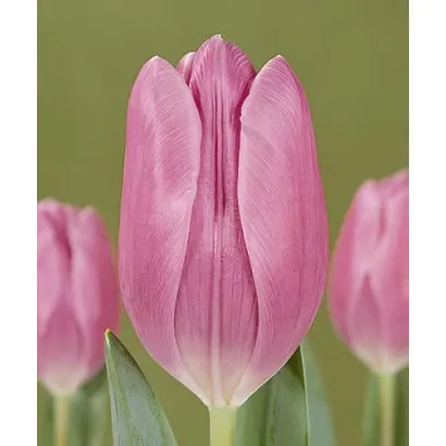 Calista / Калиста