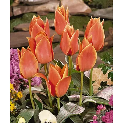 Calypso / Калипсо