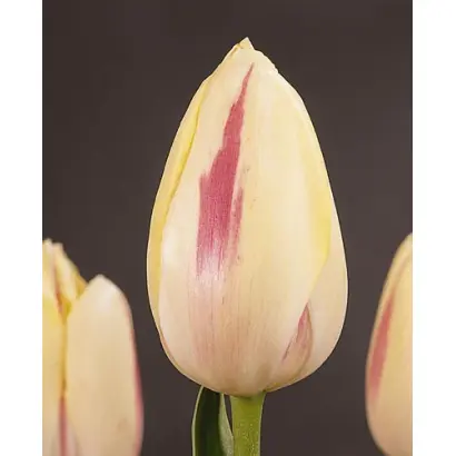 Camargue / Камаргуе