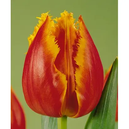 Canary / Канари