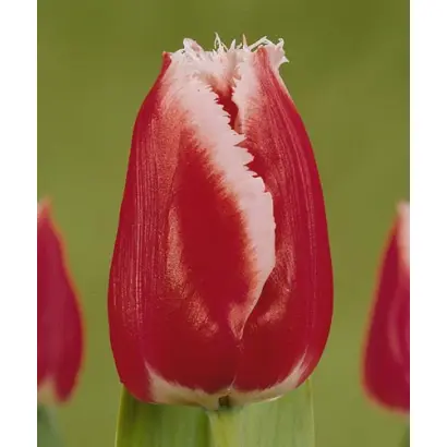 Canasta / Канаста