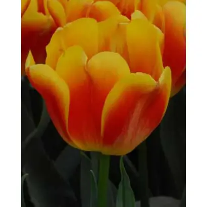 Cancun / Канкан