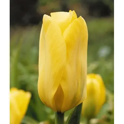 Candela / Кандэла