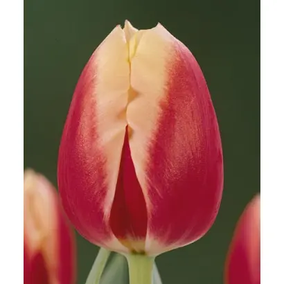 Candlelight / Кэндллайт