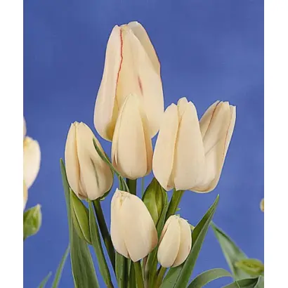 Candy Club / Кэнди Клаб