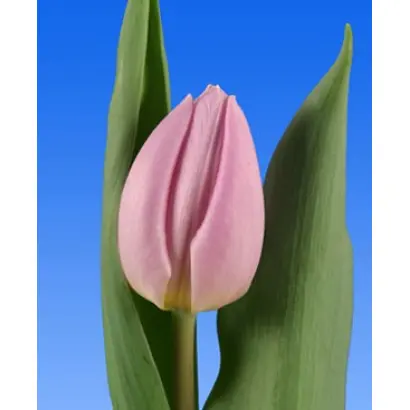 Candy Prince / Кэнди Принц