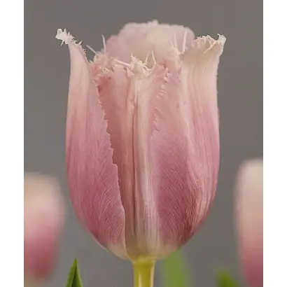 Canova / Канова