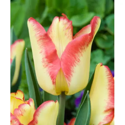 Cape Town / Кейп Таун