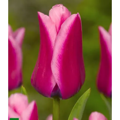 Capri Dream / Капри Дрим