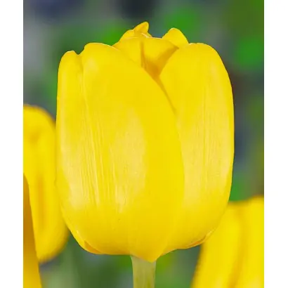 Caractere / Характер