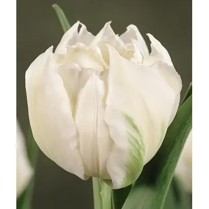 Cardinal Mindszenty / Кардинал Миндзенти