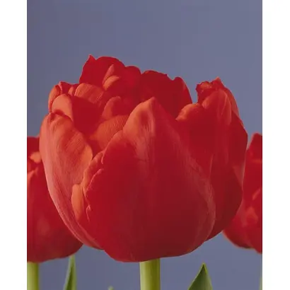 Carlton / Карлтон