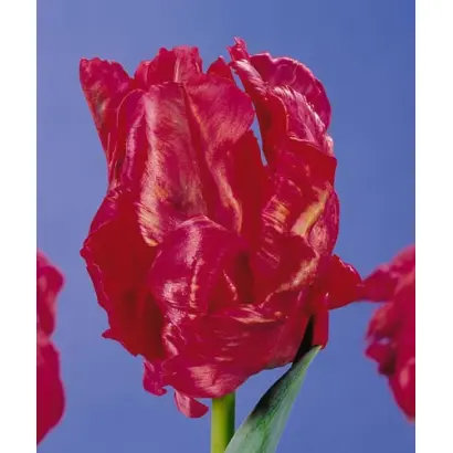 Carmine Parrot / Кармин Паррот