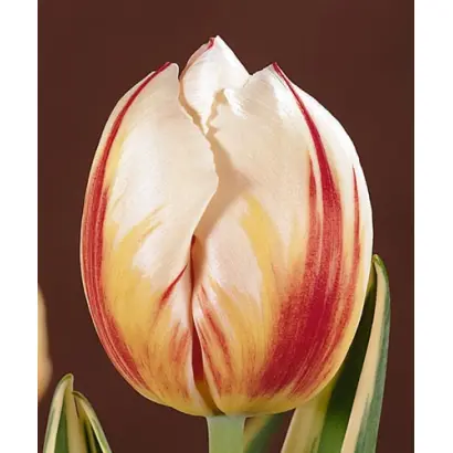 Carnaval de Rio / Карнавал де Рио