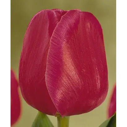 Carola / Карола