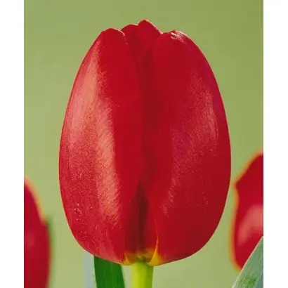 Carreria / Карьера