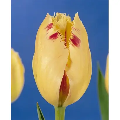 Carrousel / Карусель