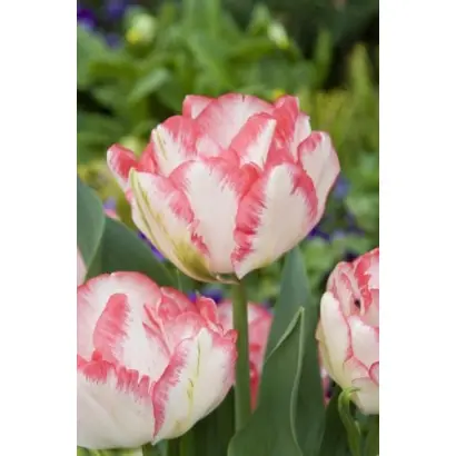 Cartouche / Картучи