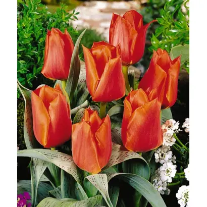 Casa Grande / Каса Грандэ