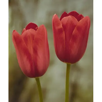 Cashmir / Кашмир