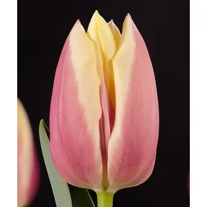 Catalina / Каталина