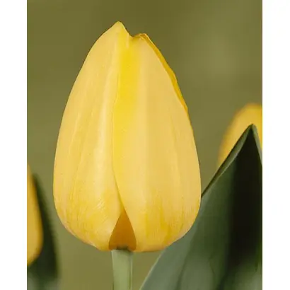 Cees Plug / Киис Плаг