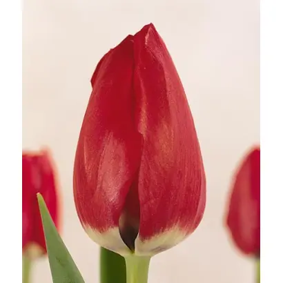 Celebration / Селебрайшен