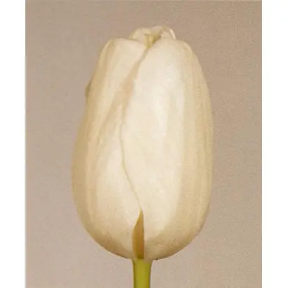 Centerfold / Сэнтерфолд