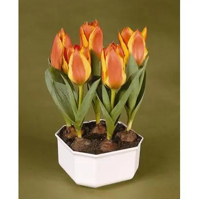 Charmeuse / Чармэусэ