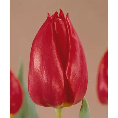 Cheirosa / Чэироса